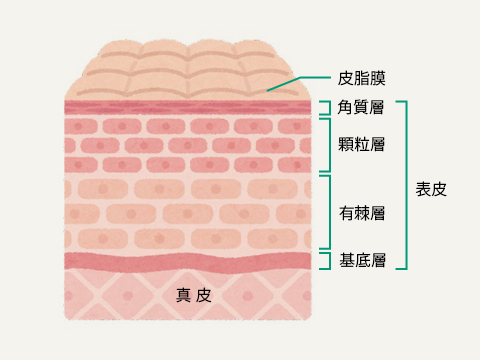 皮膚の構造